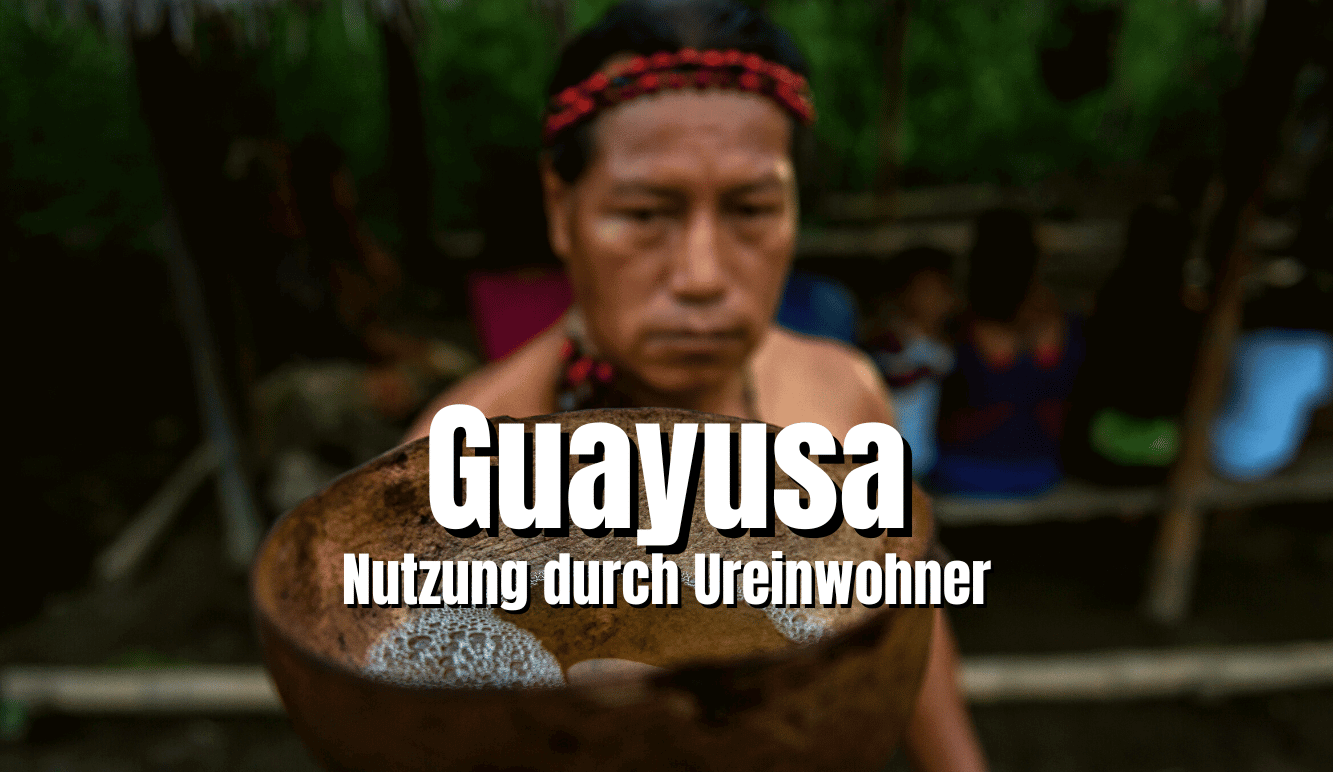 Der Gebrauch von Guayusa Tee durch Kichwa Indianer