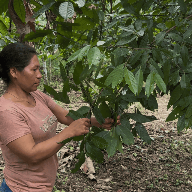 Guayusa Chai