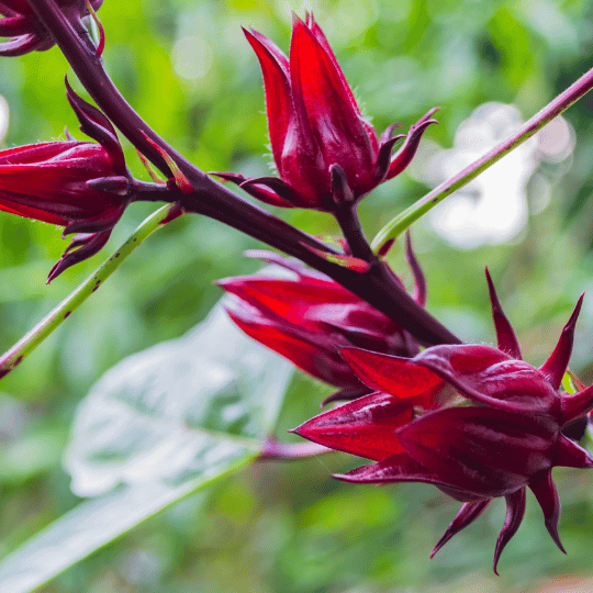 Flor de Jamaika