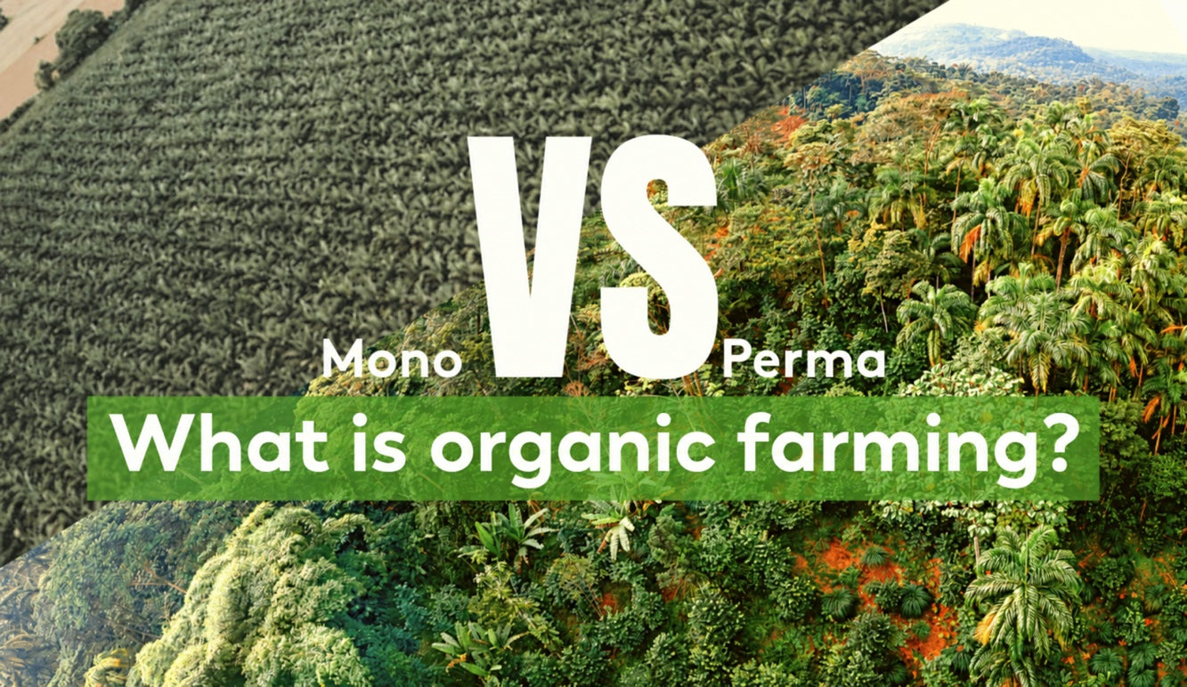 Organic Guayusa Tea – What Does Organic Farming Mean?