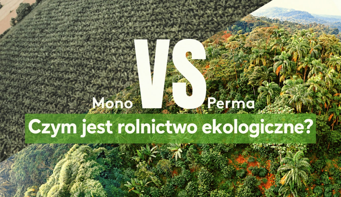 Ekologiczna guayusa — co oznacza uprawa ekologiczna?