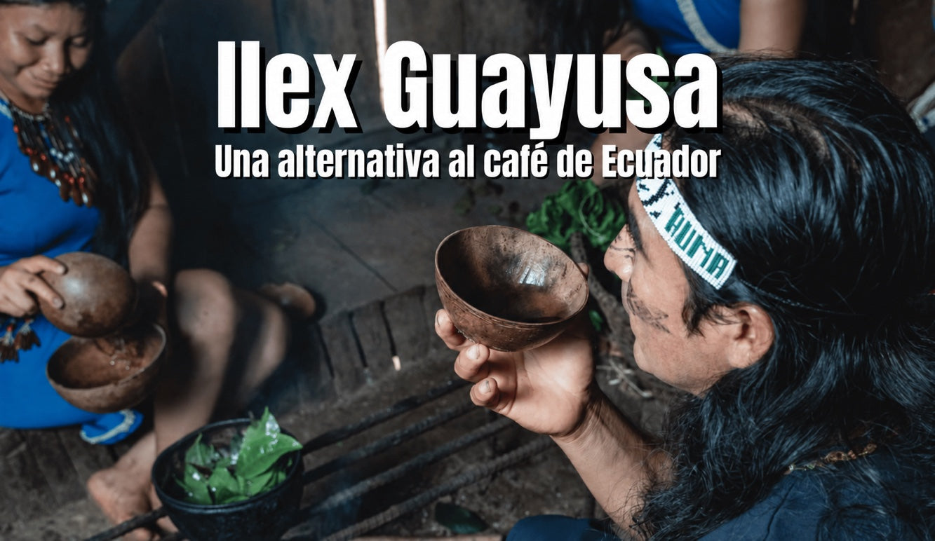Ilex Guayusa: la alternativa al café de los kichwa de Ecuador