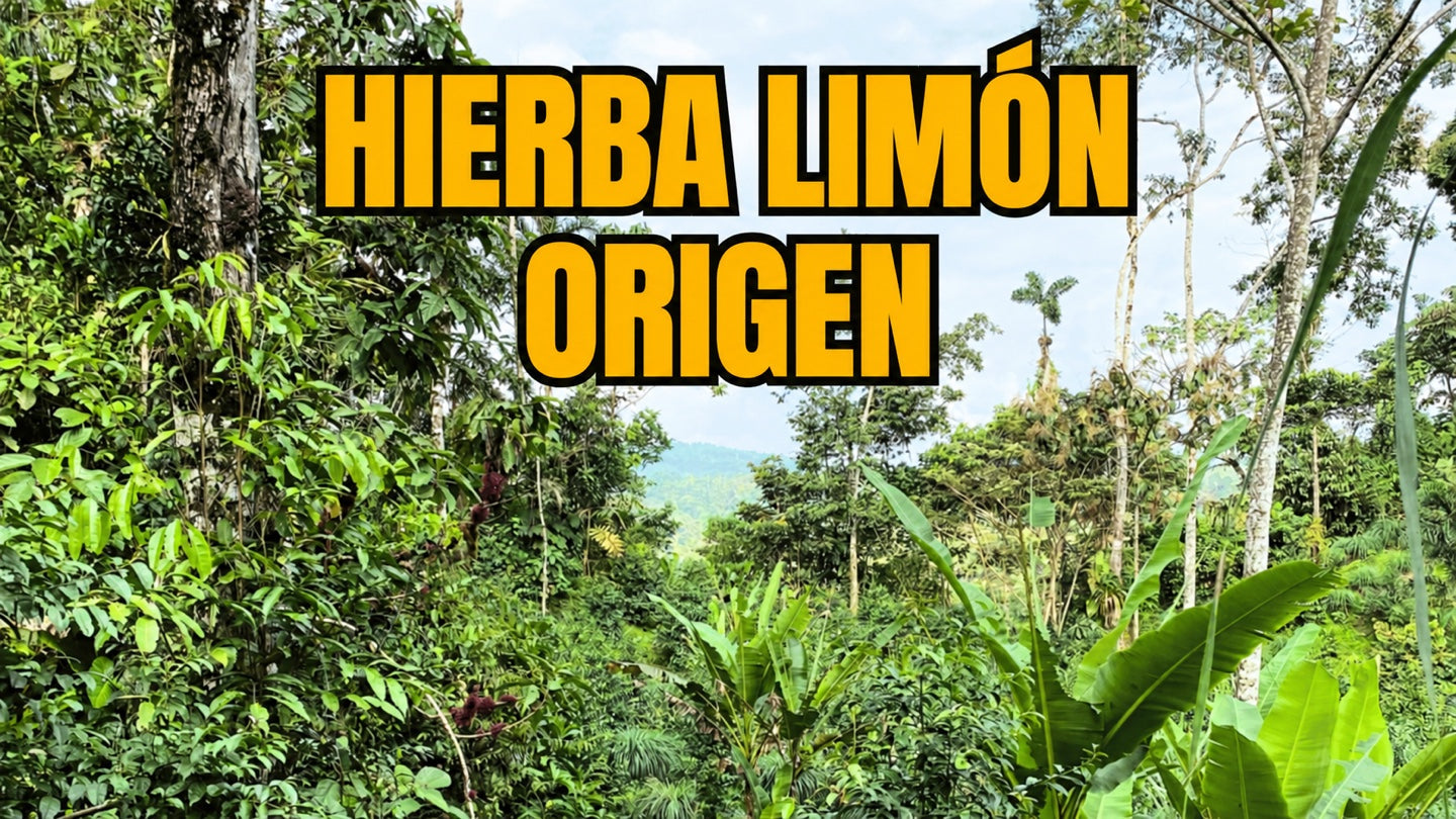 ¿De dónde viene la hierba limón? Origen de esta aromática planta