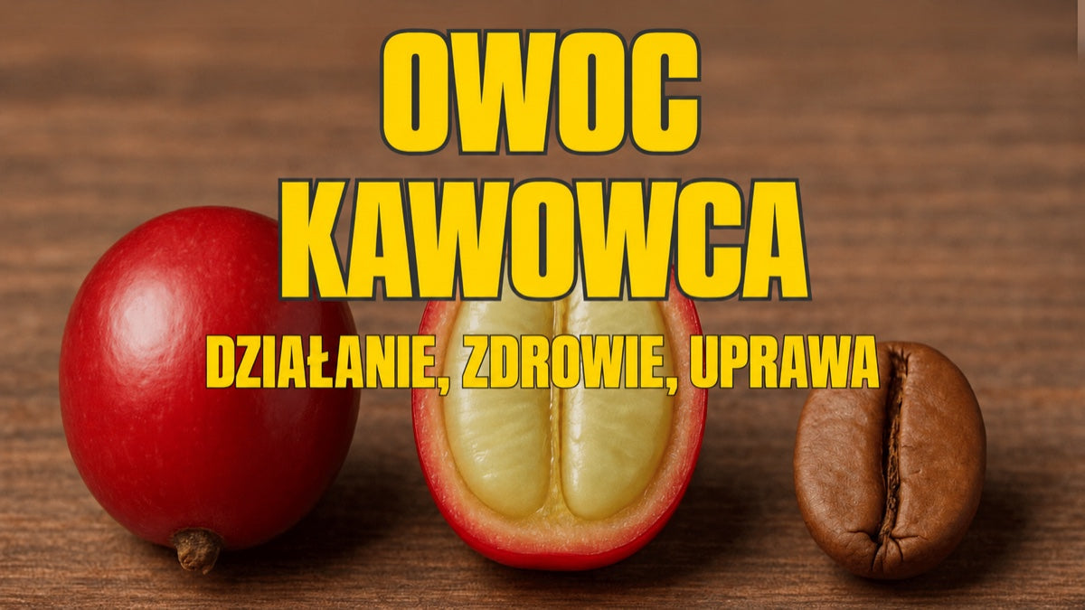 Owoc kawowca, cascara — smak i działanie