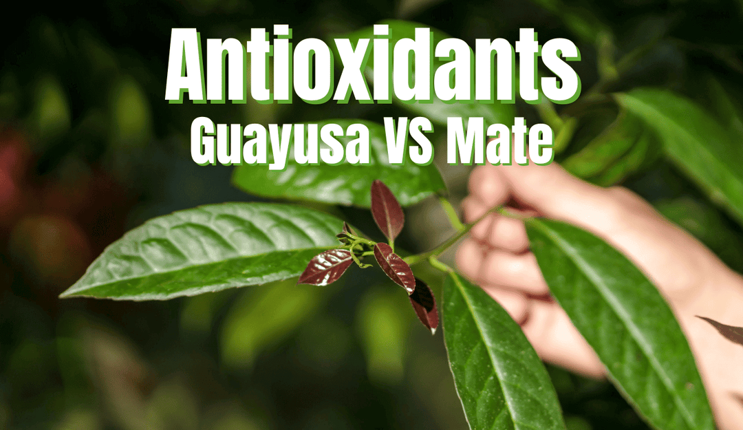 Antioxidantien in Guayusa & Yerba Mate Tee Vergleich ORAC Wert