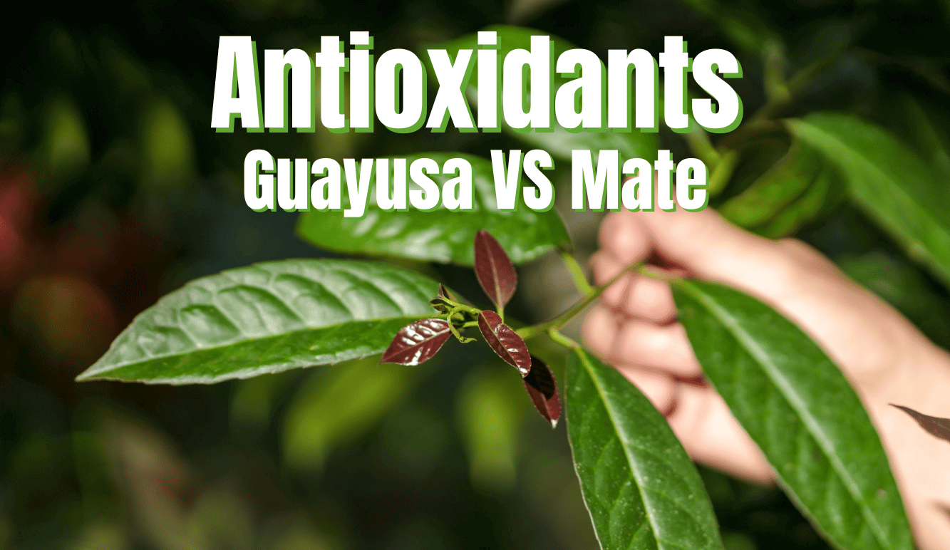 Antioxidative Kapazität von Guayusa, Yerba Mate, Grüntee – Orac Wert