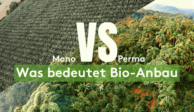 Bio Guayusa Tee - Was bedeutet Bio Anbau?