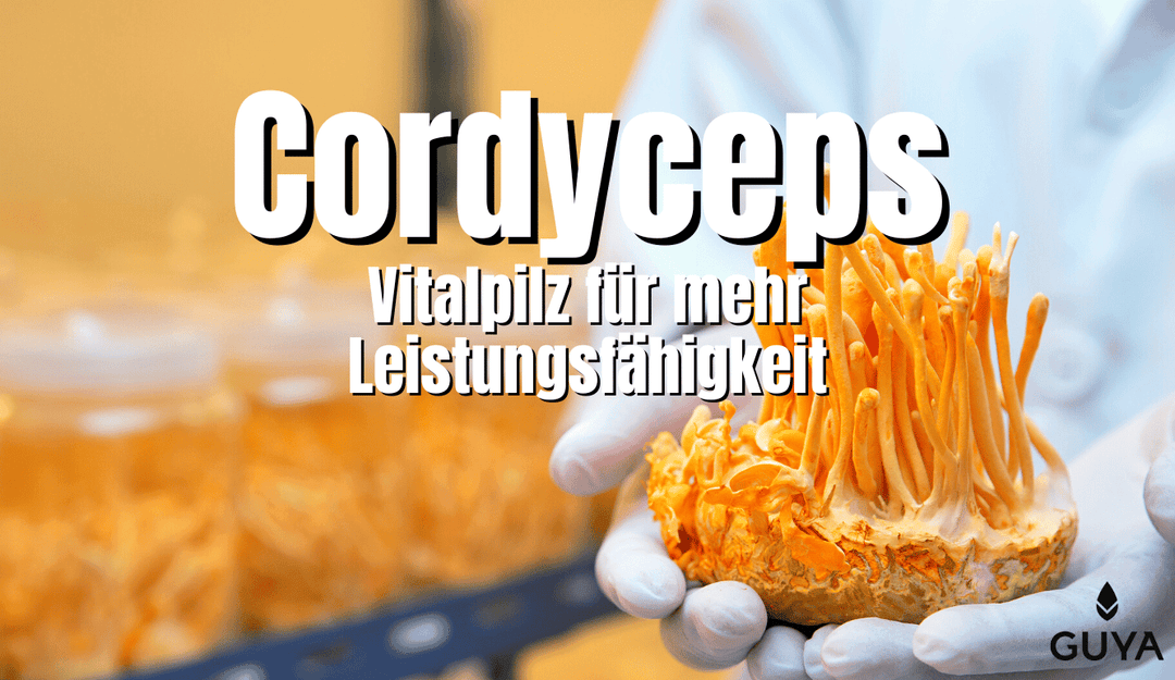 Cordyceps mushroom - overview of the vital mushroom and its effect