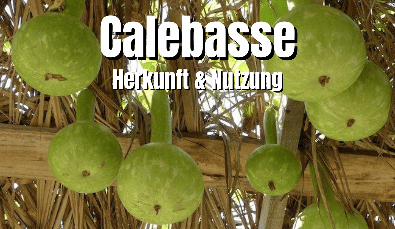 Die Calebasse – eine Kulturpflanze – Guayusa Tee traditionell trinken