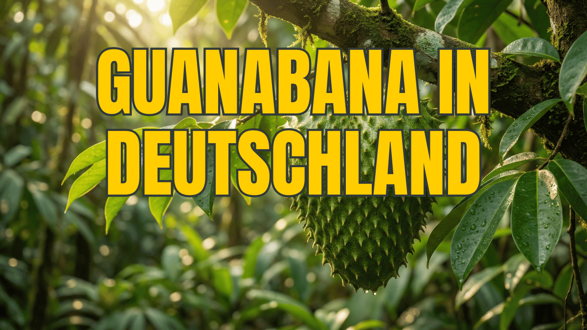 Guanabana Tee kaufen: Nachhaltig, hochwertig & direkt aus Ecuador