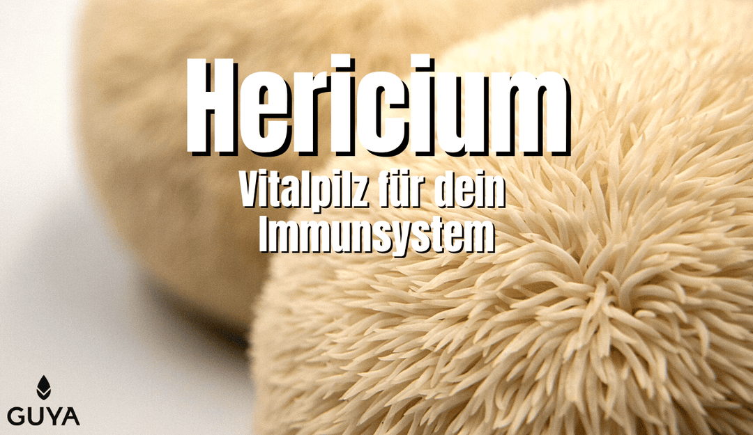Hericium, hedgehog sting beard healthy vital fungus for your immune system