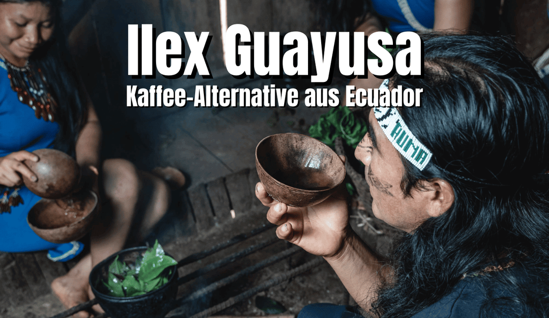 ilex Guayusa - Coffee alternative from the Kichwa Indians from Ecuador