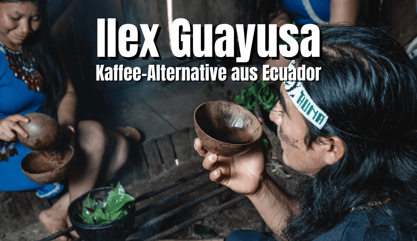 Ilex Guayusa Tee - Die Kaffee Alternative aus Ecuador
