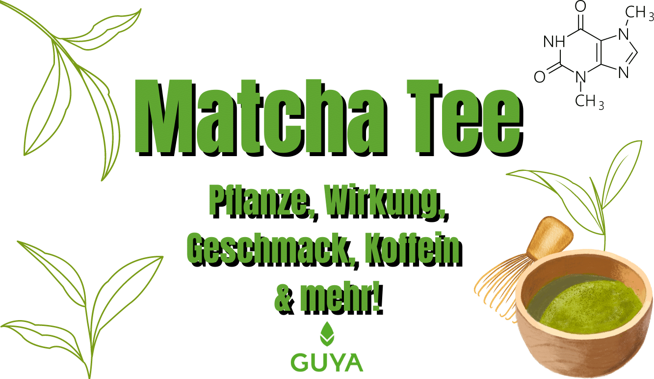 Matcha Tee – Matcha Pflanze, Wirkung, Geschmack & Koffein