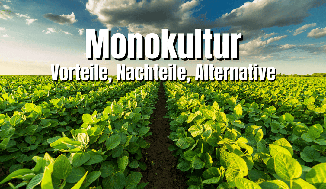 Monocultures their definition, disadvantages & possible advantages