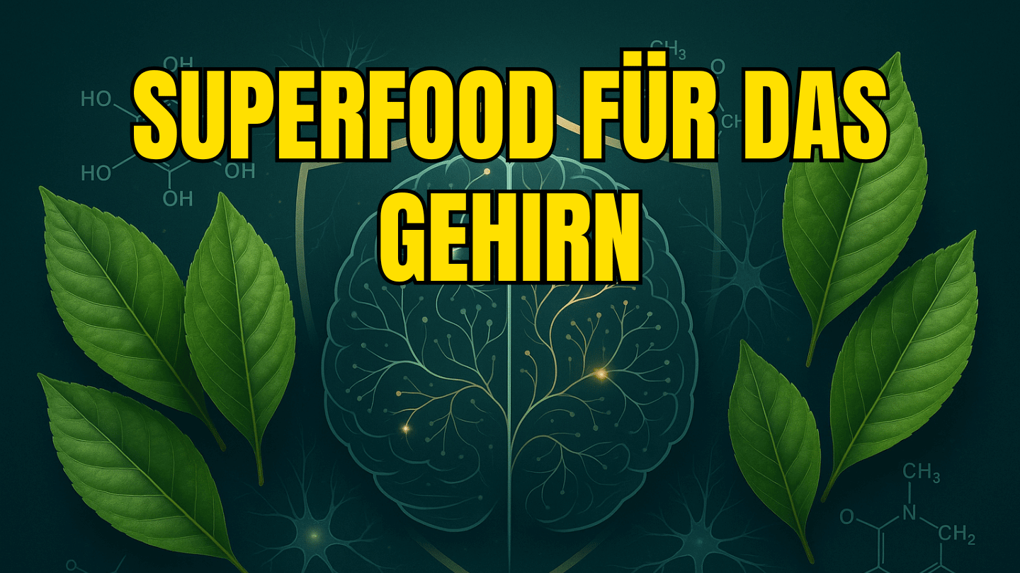 Neuroprotektive Eigenschaften von Guayusa – Amazonas-Superfood für das Gehirn
