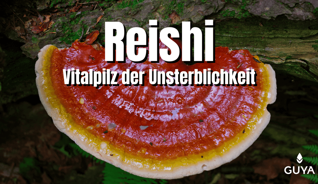 Reishi mushroom effect - vital fungus of immortality - everything important