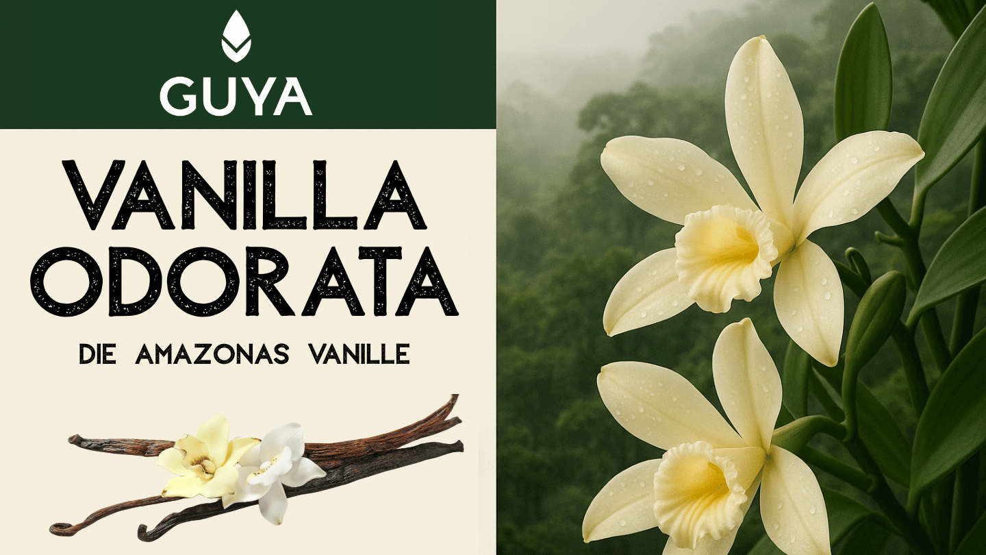 Vanilla Odorata: Der ultimative Guide zur Amazonas-Vanille
