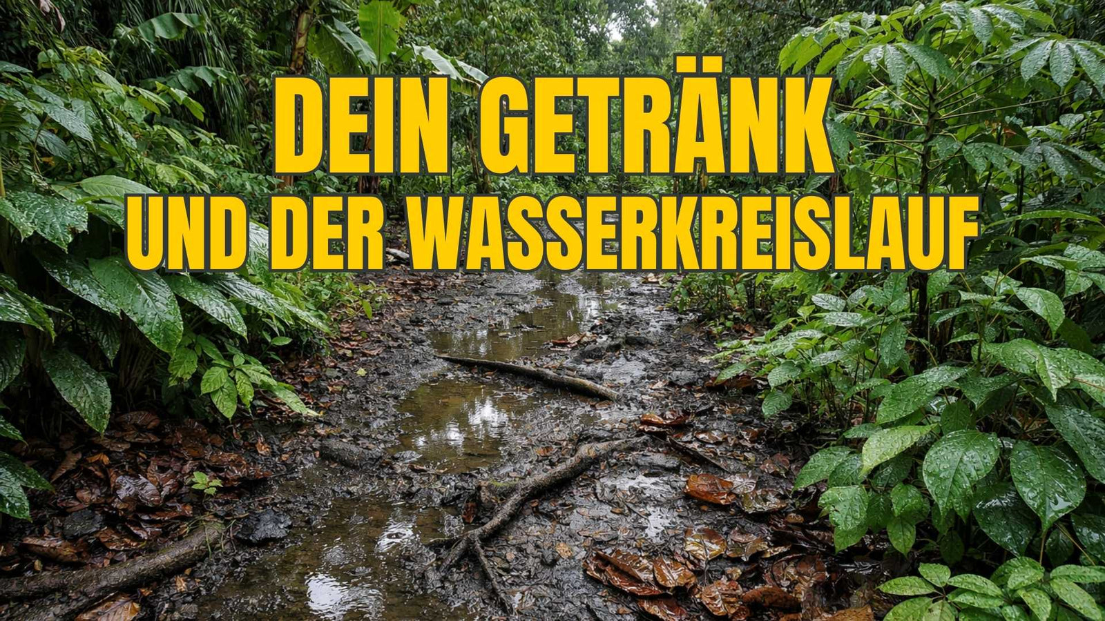 Vom Wasserkreislauf zum Alltag: Was dein Getränk mit dem Klima zu tun hat