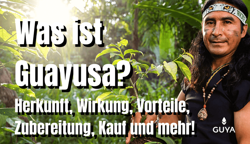 Was ist Guayusa Tee? Wirkung, Vorteile, Zubereitung, Kauf