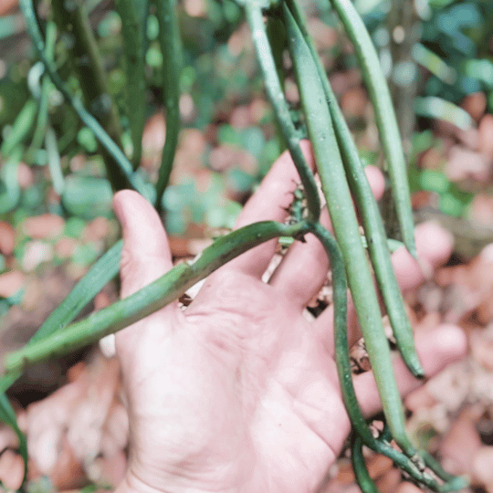 Amazońska wanilia (Vanilla odorata)