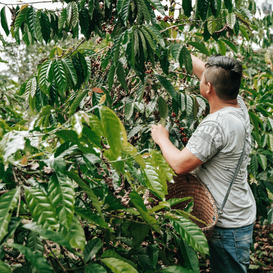Guayusa-Coffee