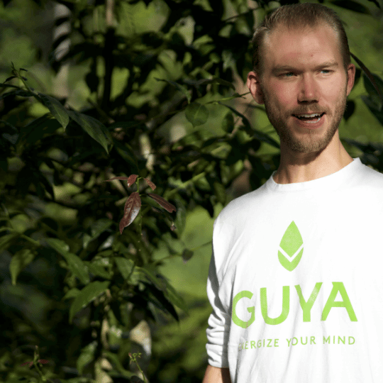 Zielona guayusa
