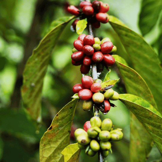 Guayusa-Coffee