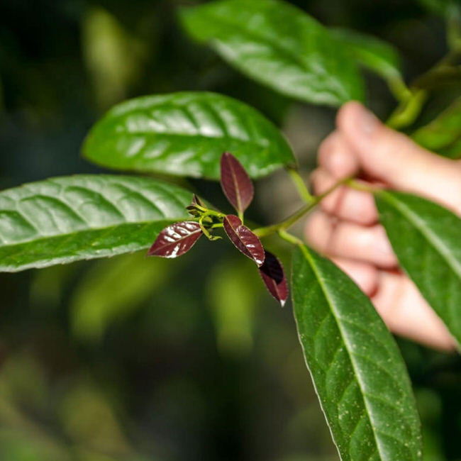 Ecuador frische Guayusa-Blätter