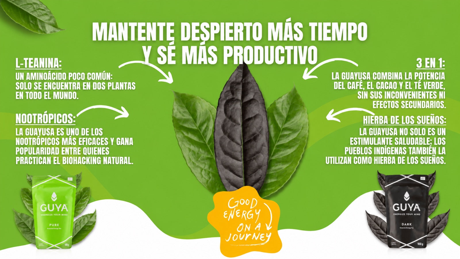 La guayusa de un vistazo: L-teanina, nootrópicos, compuestos vegetales y uso tradicional.