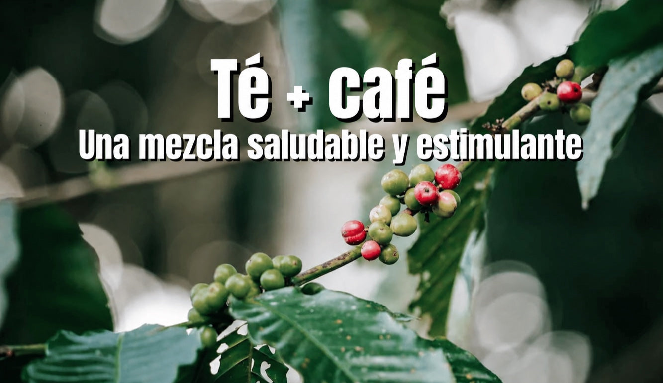 Té y café: guayusa y café como estimulante saludable