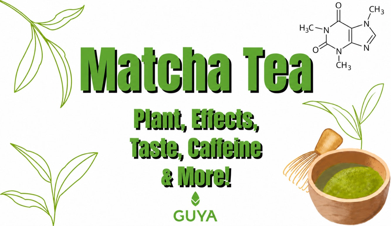 Matcha tea: the plant, its effects, flavour and caffeine