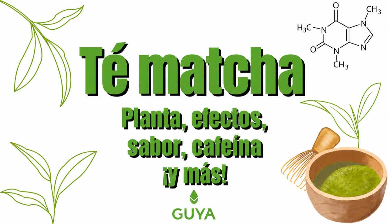 Té matcha: la planta, sus efectos, sabor y cafeína