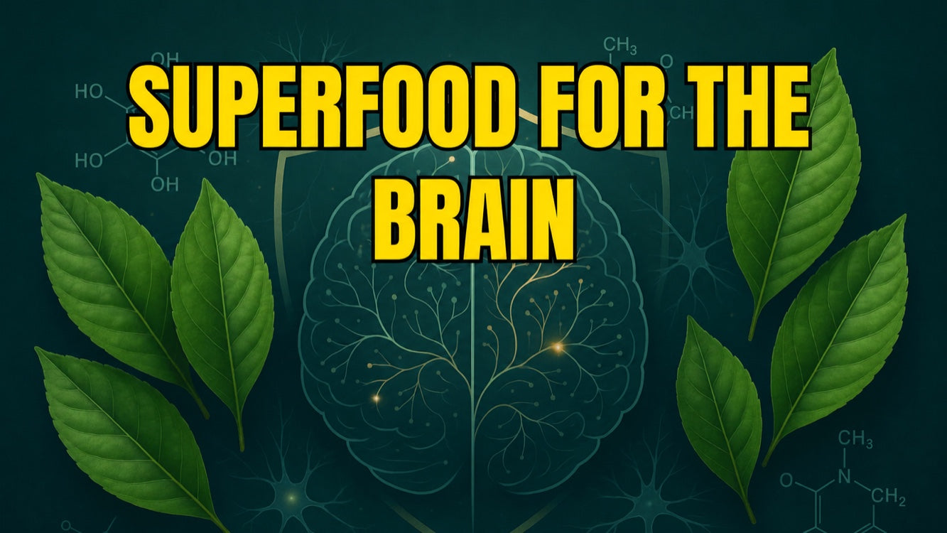 Guayusa and the brain: neuroprotection and current research