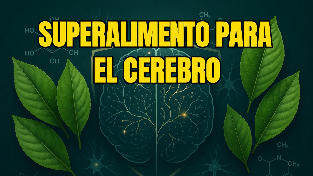 Guayusa y el cerebro: neuroprotección e investigación actual