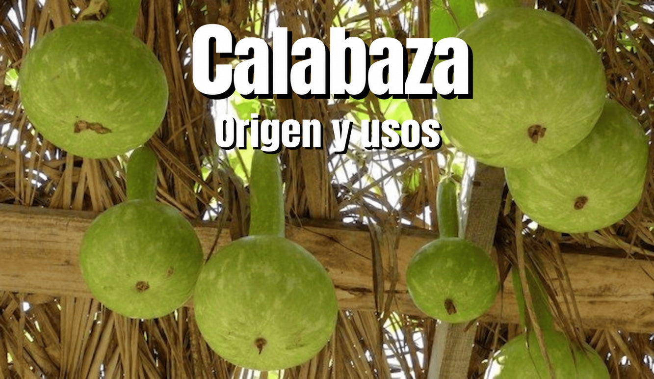 La calabaza de botella: una planta cultivada y una forma tradicional de tomar té de guayusa