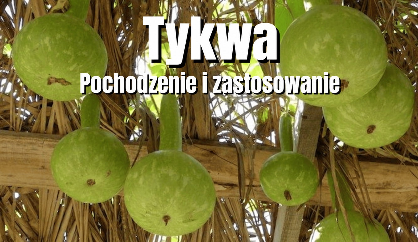 Tykwa — roślina uprawna i tradycyjne naczynie do picia guayusy