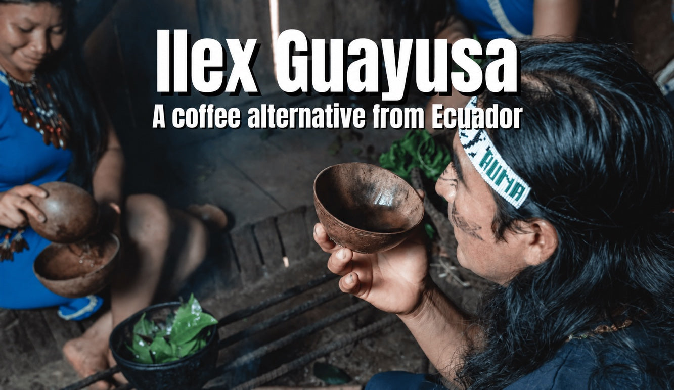 Ilex Guayusa: the Kichwa coffee alternative from Ecuador