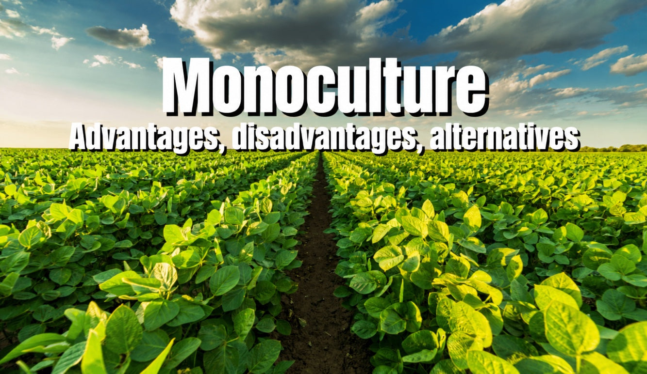Monocultures: definition, disadvantages and potential advantages