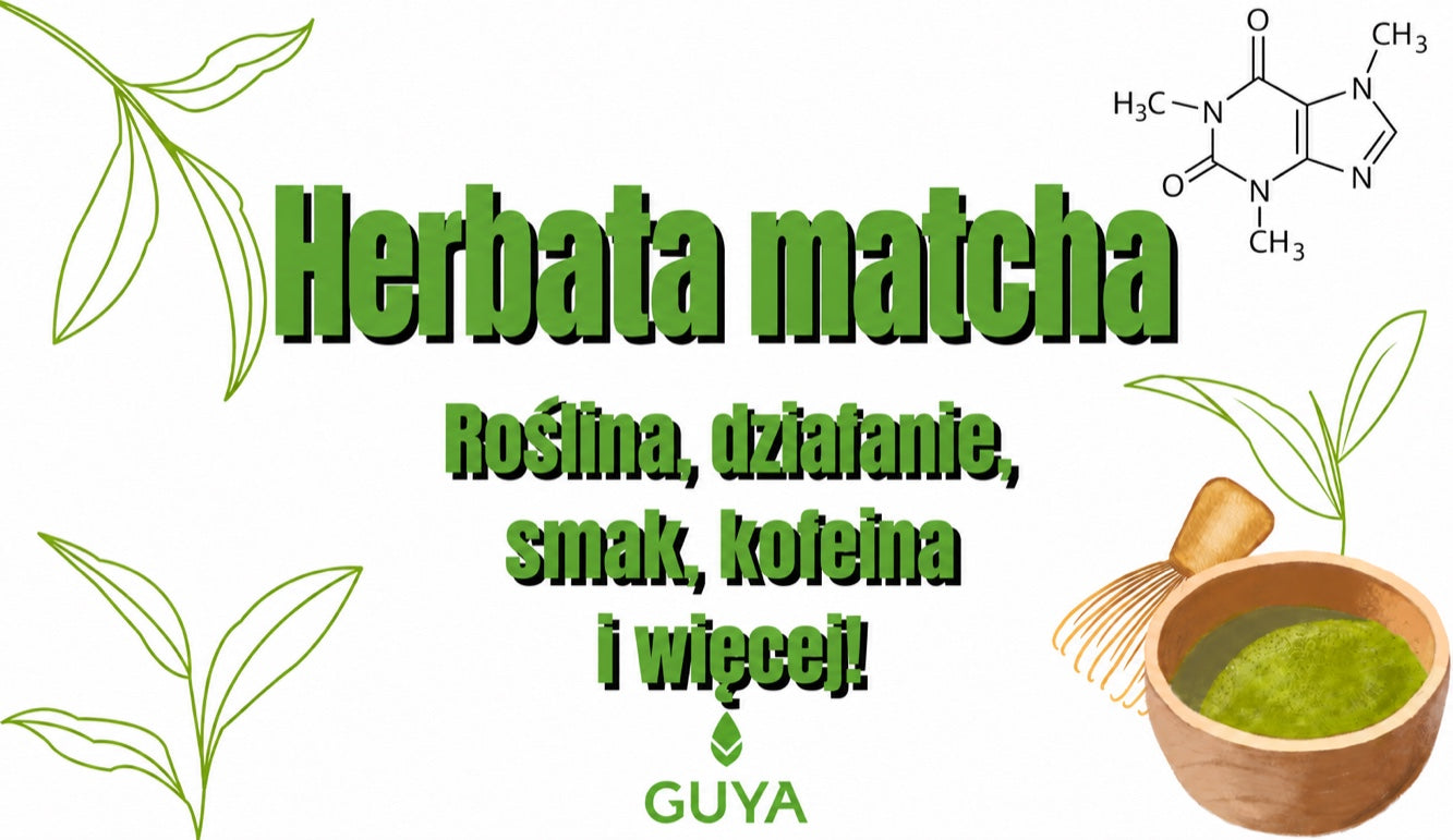 Matcha — roślina, działanie, smak i kofeina