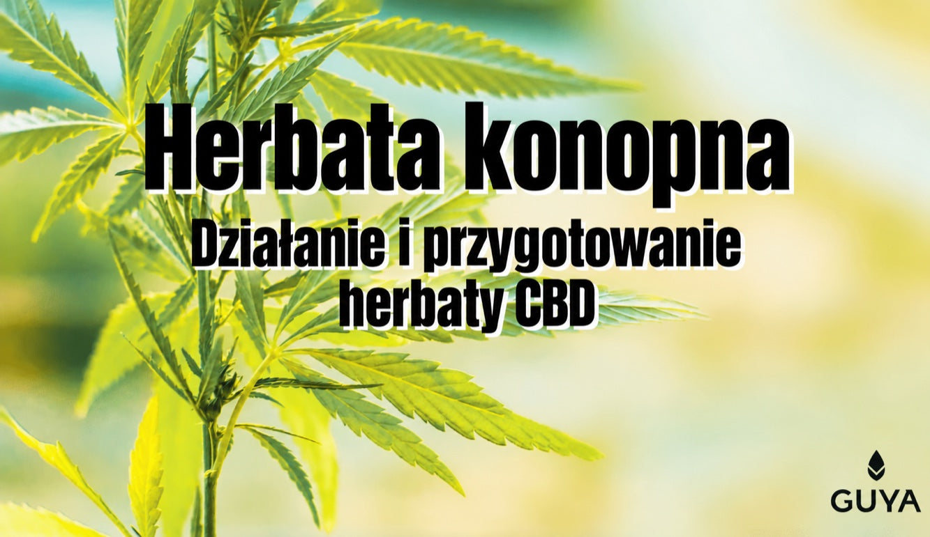 Napar konopny i herbata CBD — działanie, składniki i przygotowanie