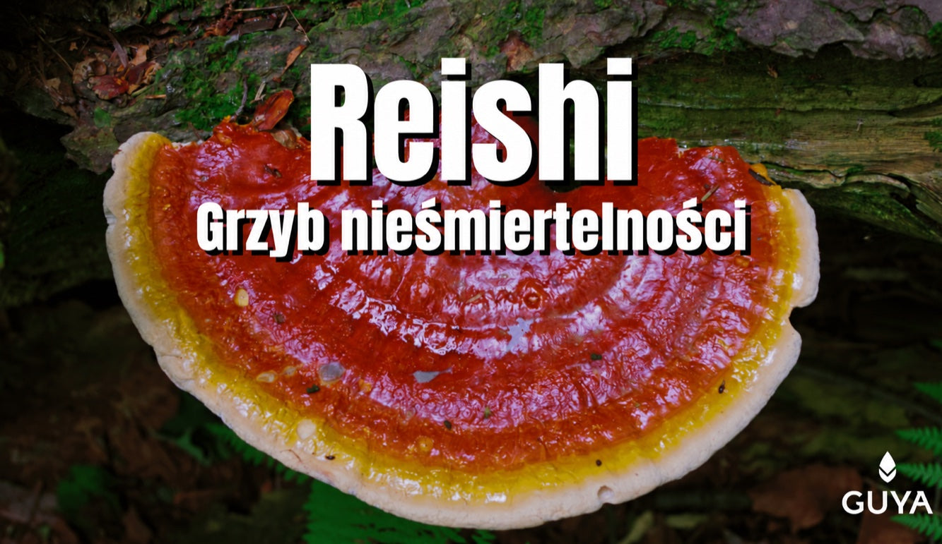 Działanie reishi — grzyb nieśmiertelności, najważniejsze informacje