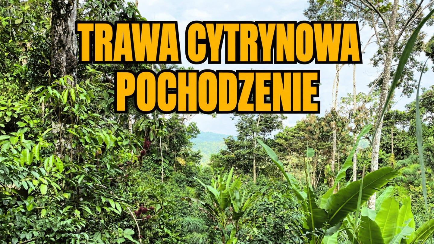 Pochodzenie trawy cytrynowej — skąd pochodzi to smaczne zioło?