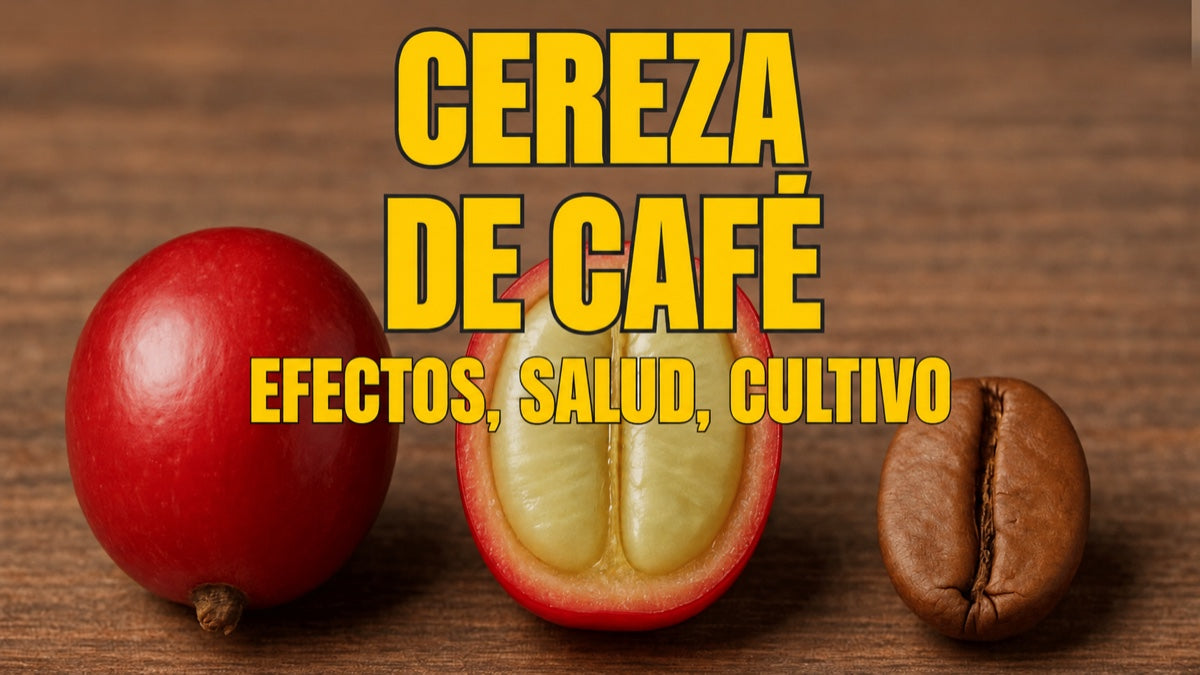 Cereza de café, cáscara y fruto del café: sabor, efectos y sostenibilidad