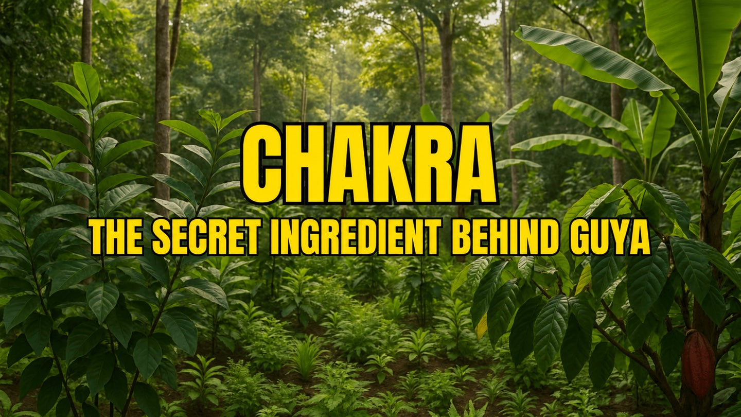 What is a Chakra? The secret behind GUYA and rainforest protection