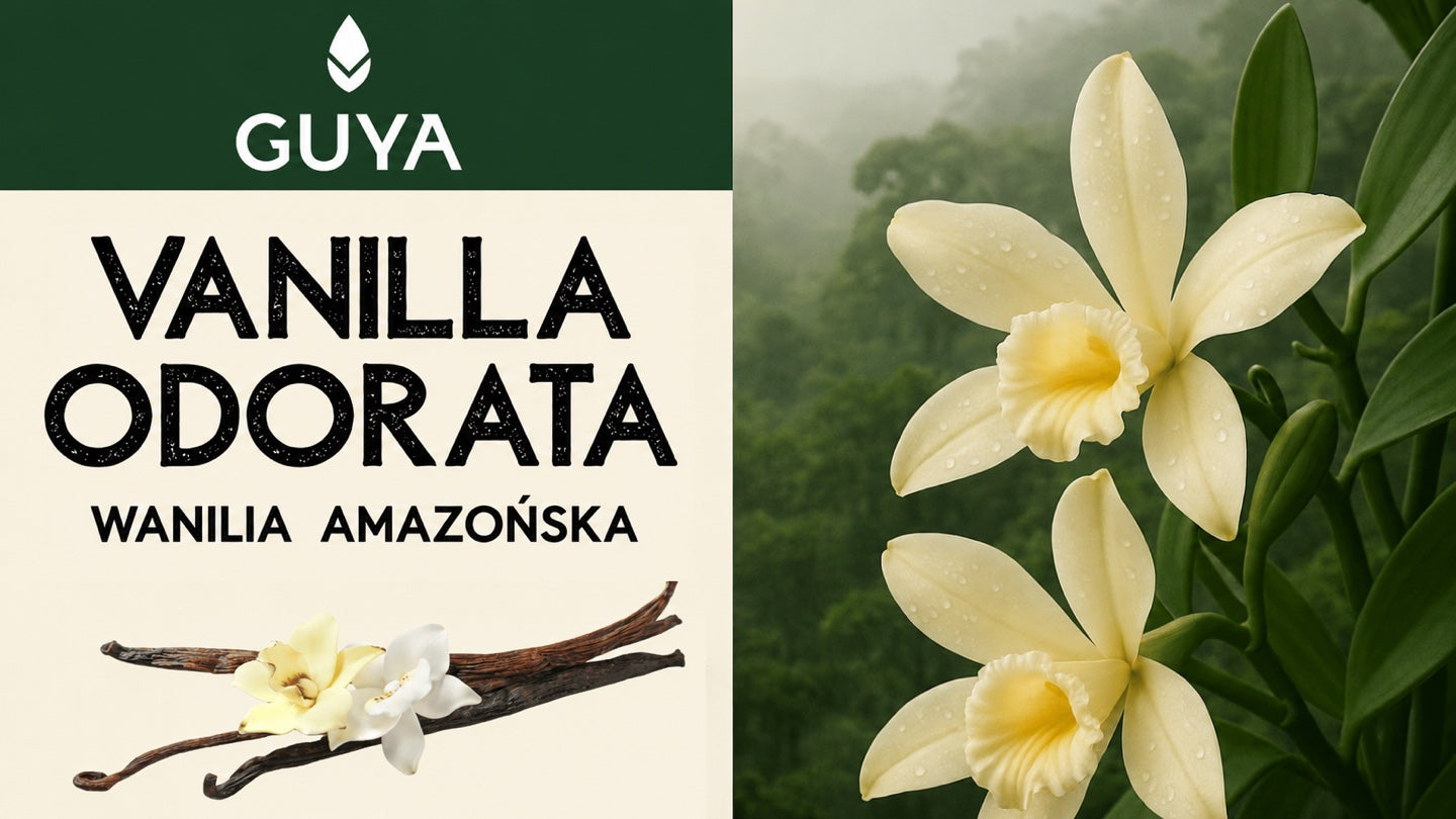 Vanilla odorata — kompletny przewodnik po wanilii amazońskiej
