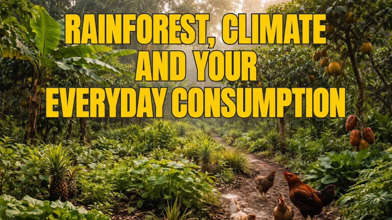 Why biodiversity starts in your cup: rainforest, climate and everyday choices