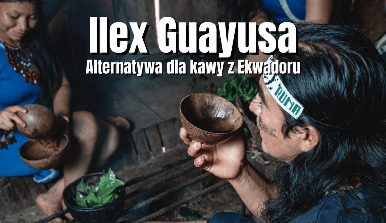 Ilex guayusa — alternatywa dla kawy ludu Kichwa z Ekwadoru