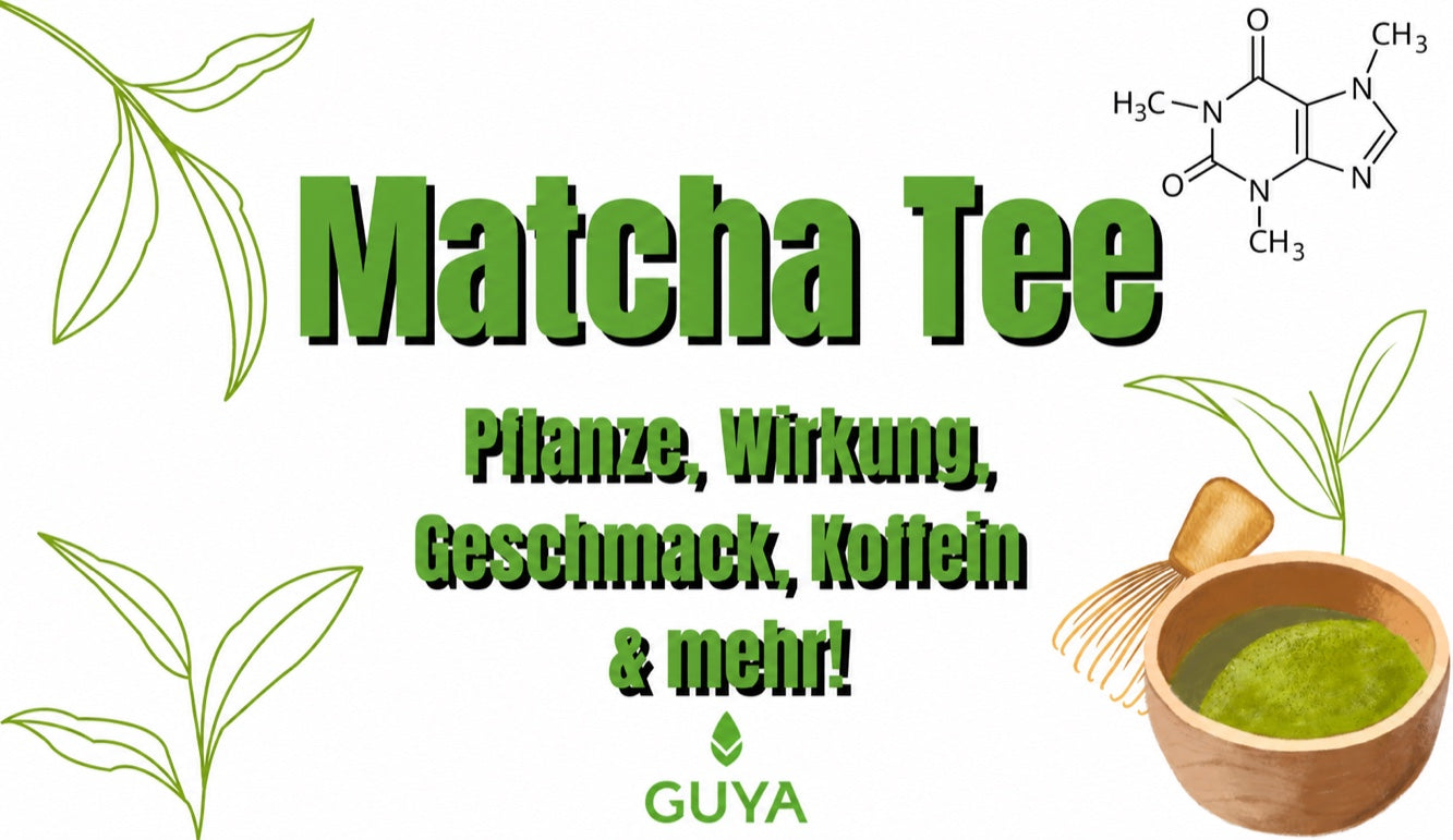 Matcha Tee – Matcha Pflanze, Wirkung, Geschmack & Koffein