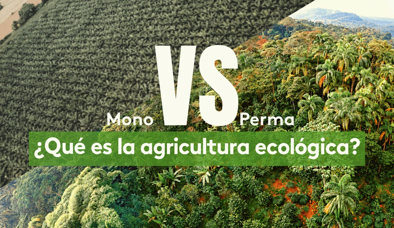 Té de guayusa ecológico: ¿qué significa el cultivo ecológico?